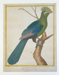 GR-006 Vogelgrafik  um  1790