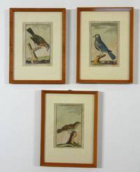 GR8042 Drei  Kupferstich - Vogelgrafiken (G.-L. L. von Buffon  1785)