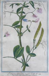 GR8025 Pflanzen - Grafik  Lathyrus  Sylvestris  (Wilde  Platterbse)