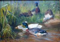 GE4047 Carl Jutz, Enten im Teich