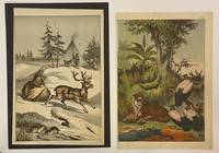 GR8039 Lithographische Anstalt C. Schach:  48 Farb-Lithographien (Fauna und Flora, Geographie etc.)